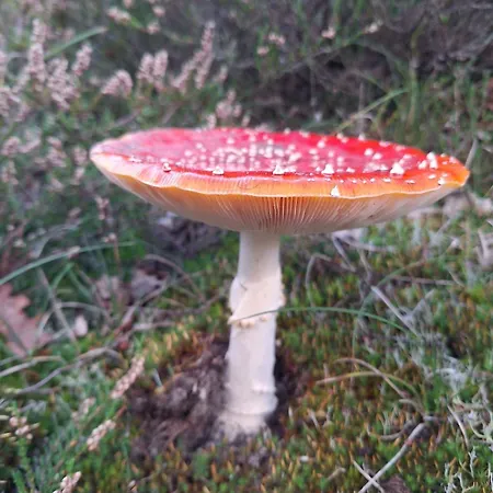 Westerhoeve *